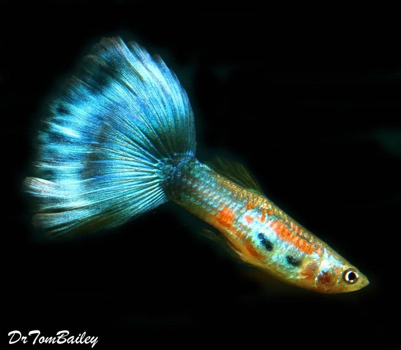 Premium MALE Very Unique Fancy Guppies