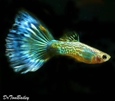 Premium MALE Blue Cobra Fancy Guppy