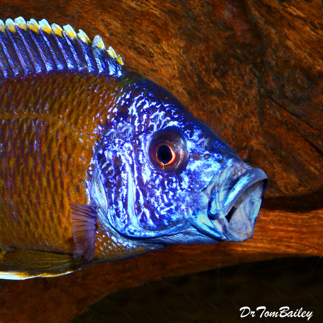 Premium New, MALE Lake Malawi Red Top Lwanda Peacock