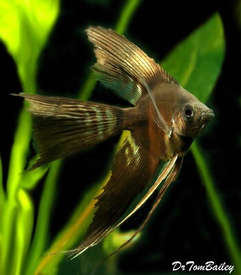 Premium Rare WYSIWYG, Hybrid, Black Veiltail Angelfish X Half-Black Veiltail Angelfish