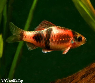 Premium New and Rare, Red Panda Barb