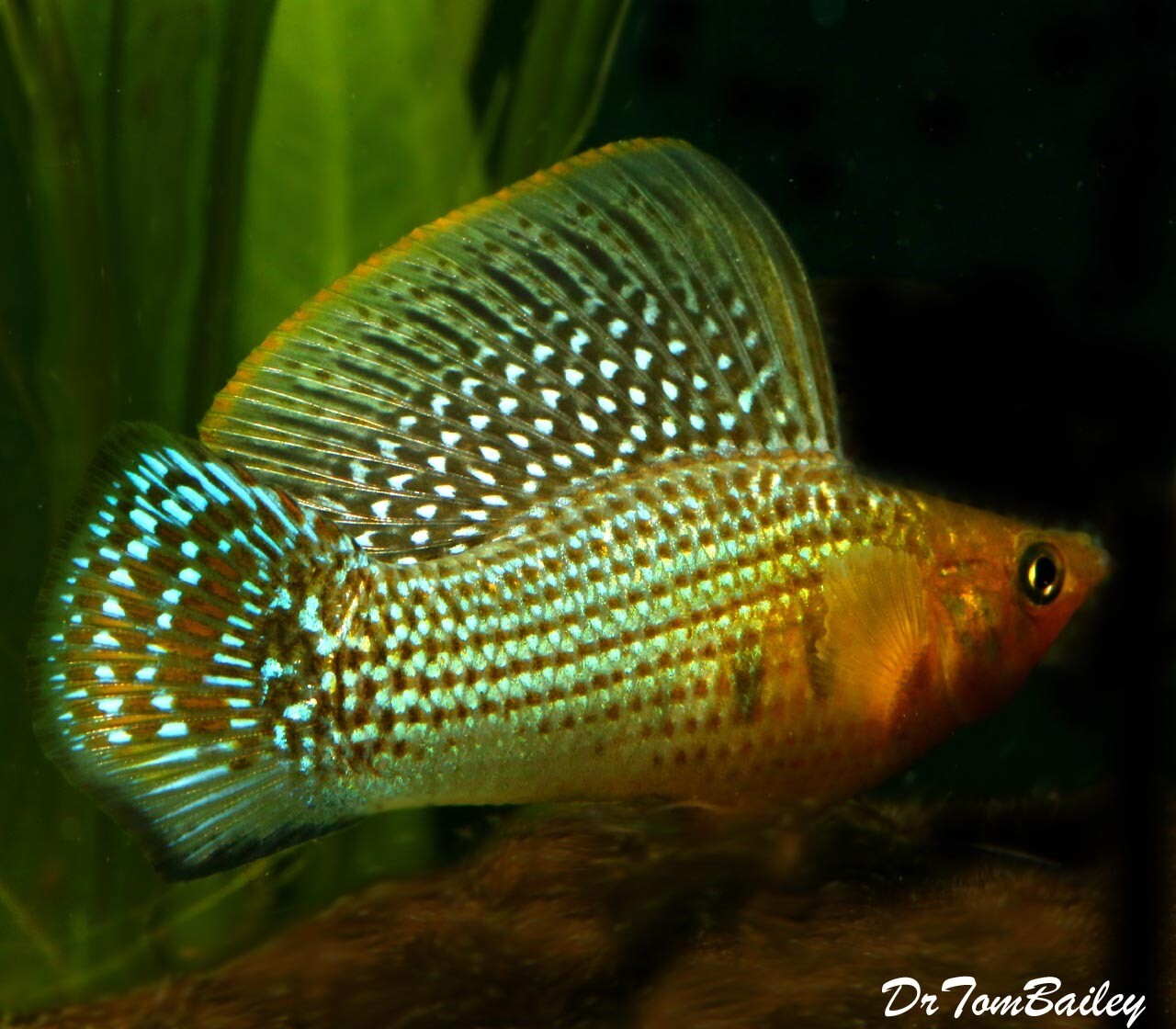 Premium MALE Green Sailfin Molly