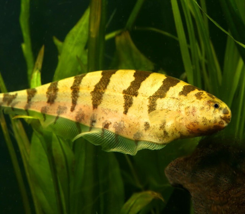 Premium Rare WILD, Barred Knifefish, Steatogenys elegans
