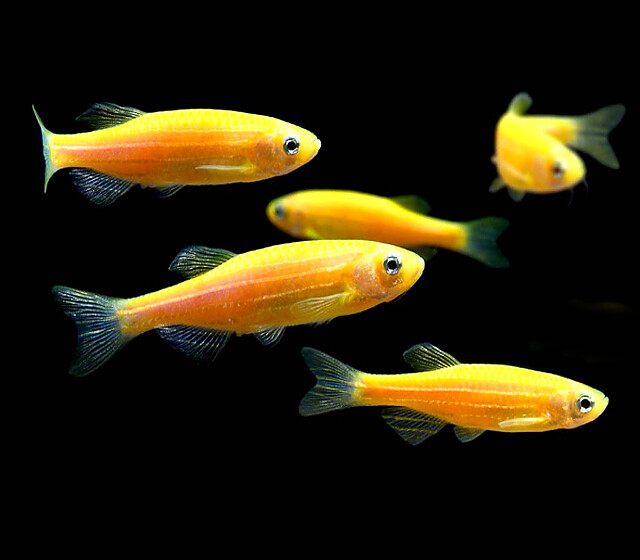 Premium Sunburst Orange GloFish Danio- Sale