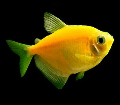 Premium Sunburst Orange GloFish Tetra