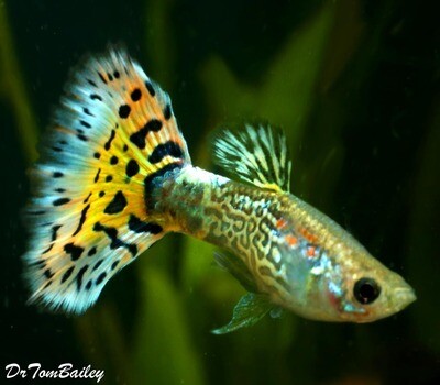 Premium MALE Assorted Snakeskin Fancy Guppies