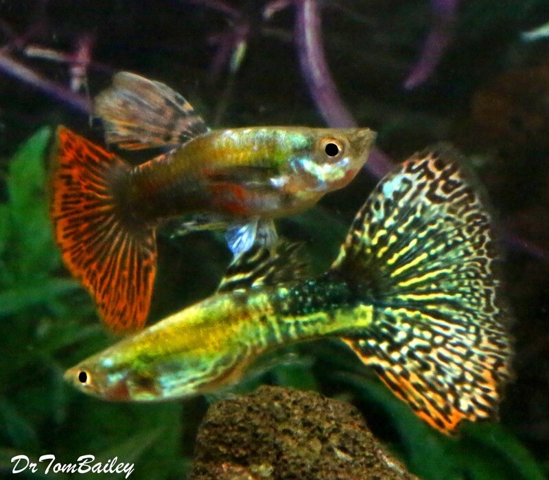 Premium MALE New and Rare, UniquePlus® Snakeskin Guppy