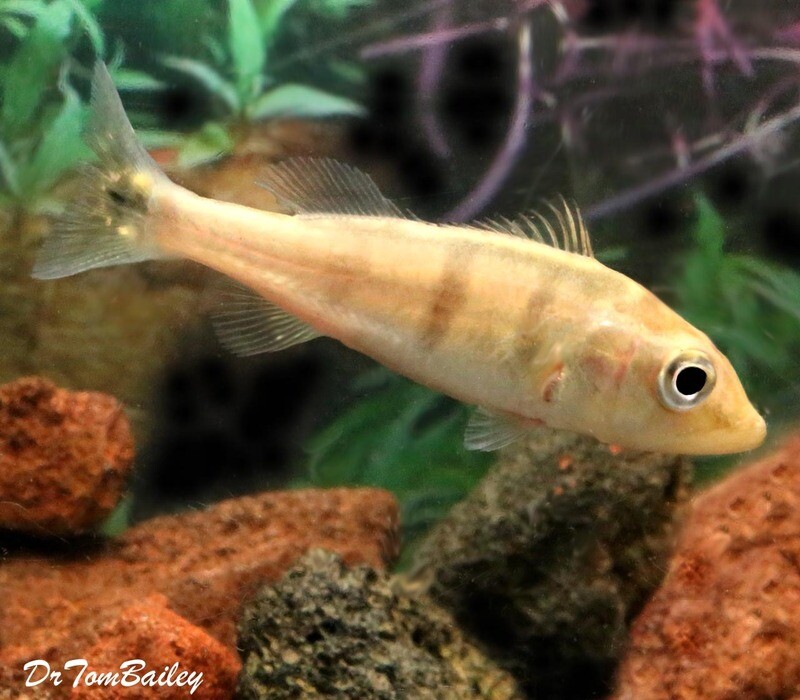 Premium New and Rare, Azul Peacock Bass Cichlid, can grow to be very large.