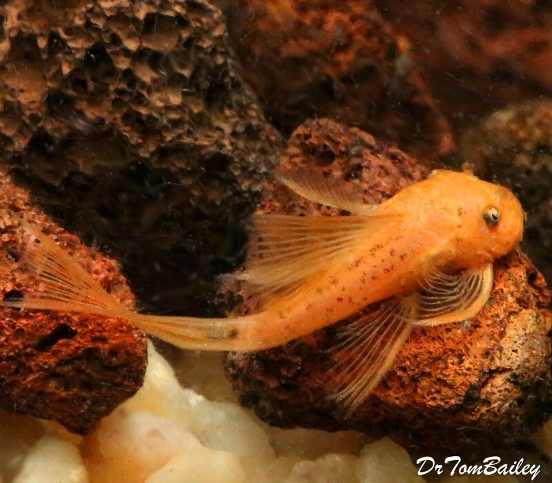 Premium New and Rare, Super Red Long Finned Bushynose Pleco