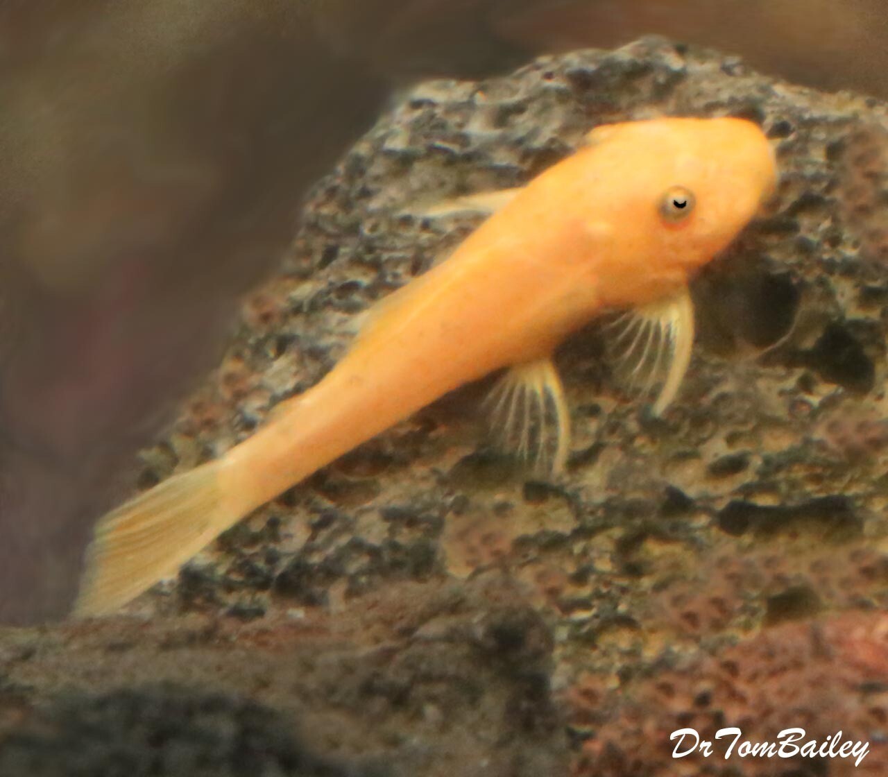 Premium New and Rare, Super Red Bushynose Pleco