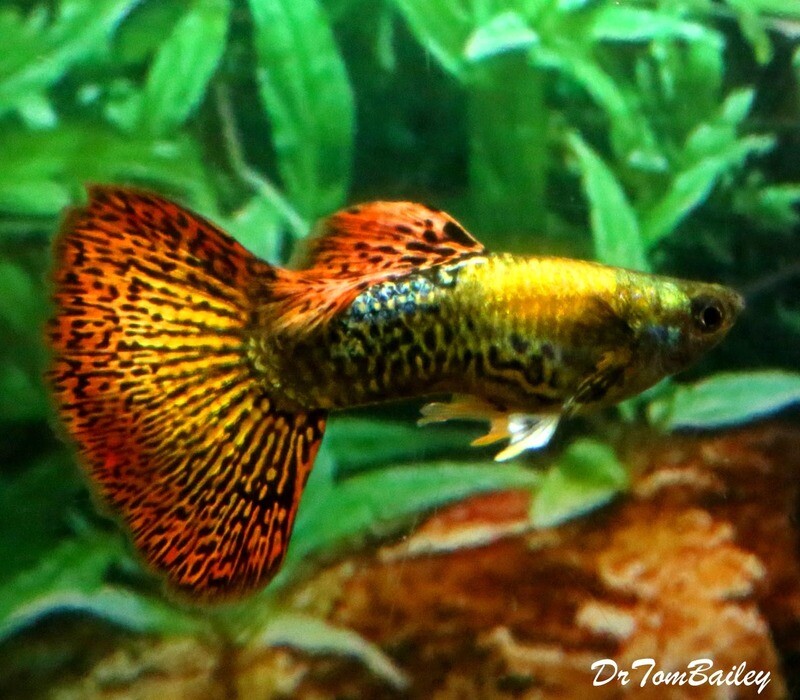 Premium MALE, New and Rare, Dumbo Ear, Red Dragon, Fancy Guppy