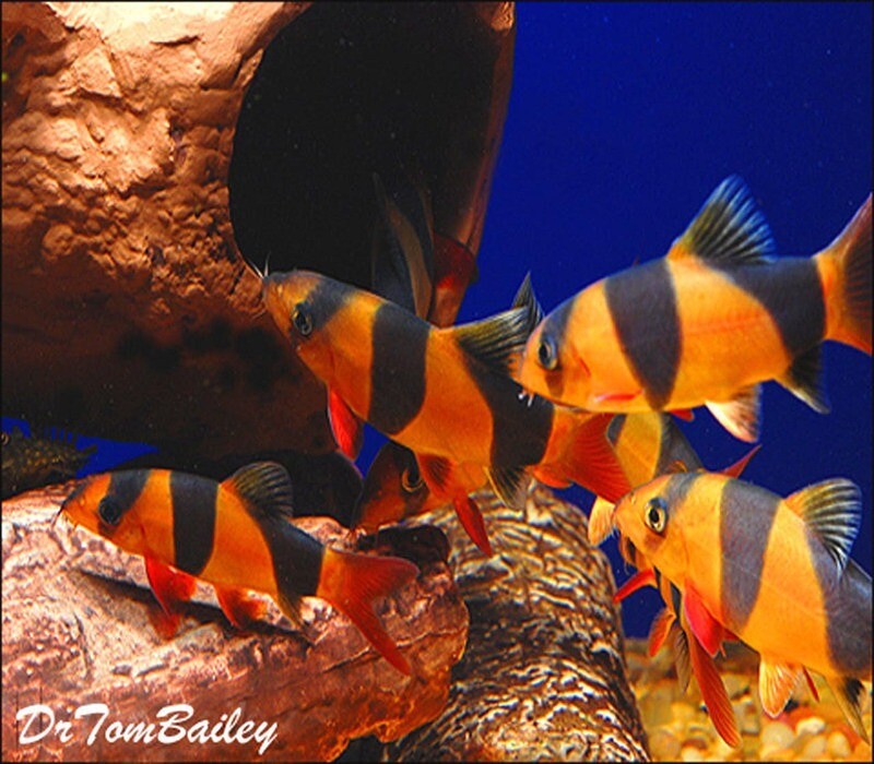 Premium WILD, Clown Loach