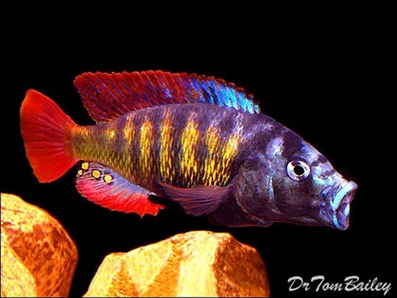 Premium Lake Victoria Pundamilia Nyererei Cichlid, on SALE - was $14.99