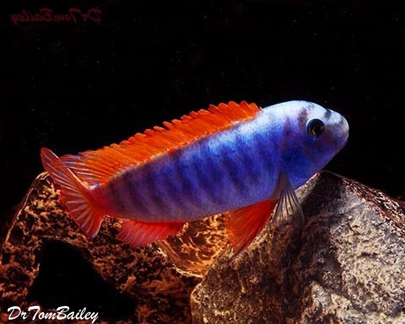 Premium Labeotropheus Trewavasae Mbuna Cichlid from Lake Malawi