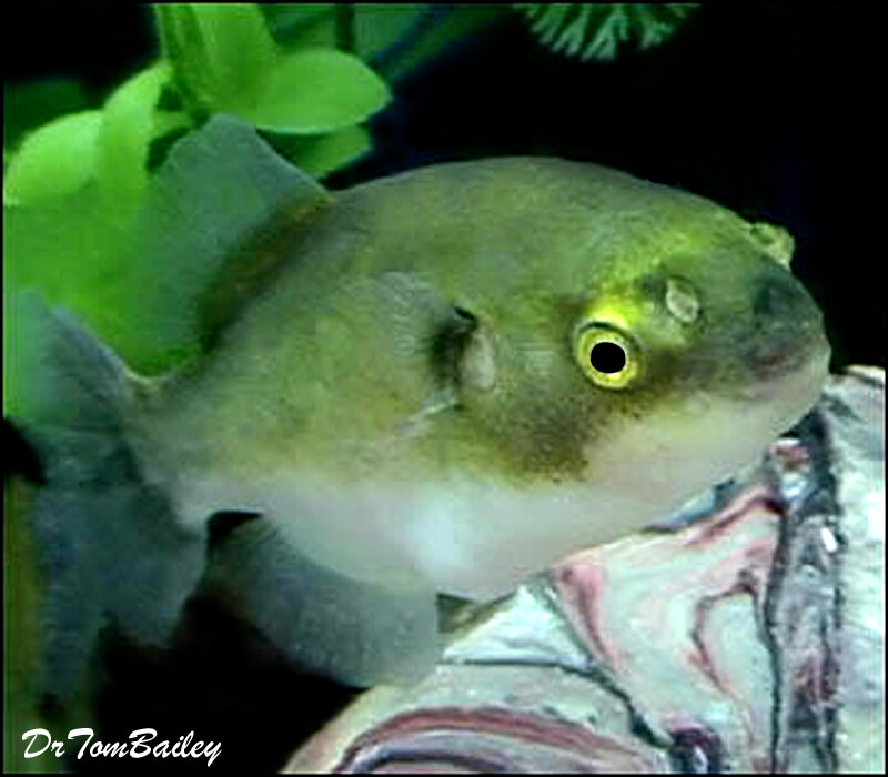 Premium New Rare, Freshwater Avocado Pufferfish