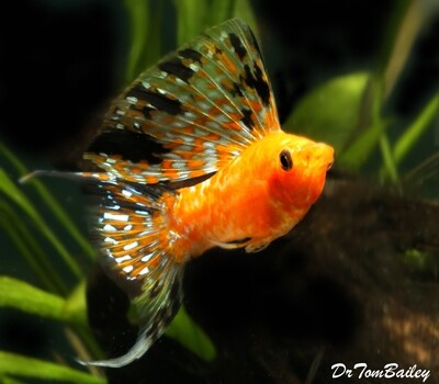 Premium Sunset Marble Lyretail Sailfin Molly