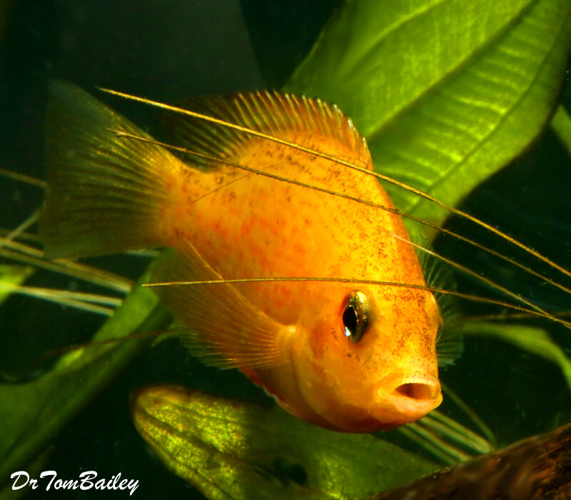 Premium Orange Chromide Cichlid