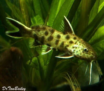 Premium Rare WYSIWYG Synodontis Lucipinnis Catfish from Lake Tanganyika, in our Tank G-12
