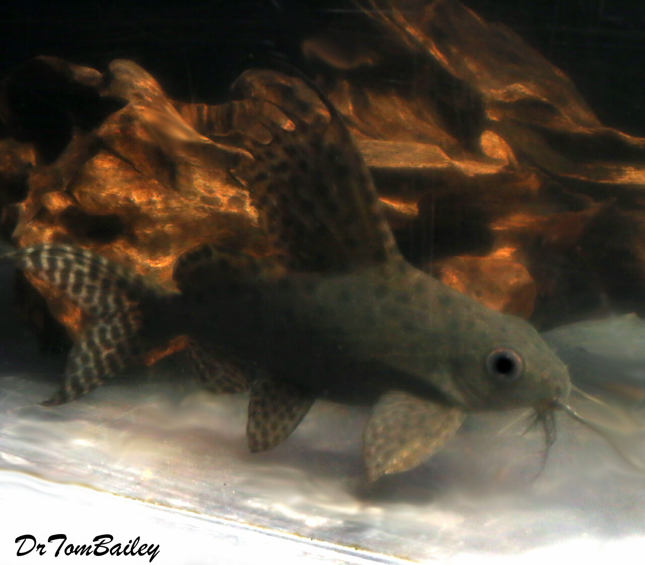 Premium WYSIWYG Featherfin Synodontis Eupterus, Squeaker Catfish, in G-11