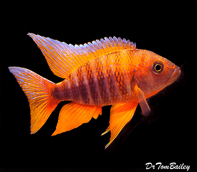 Premium Lake Malawi Eureka Peacock Cichlid