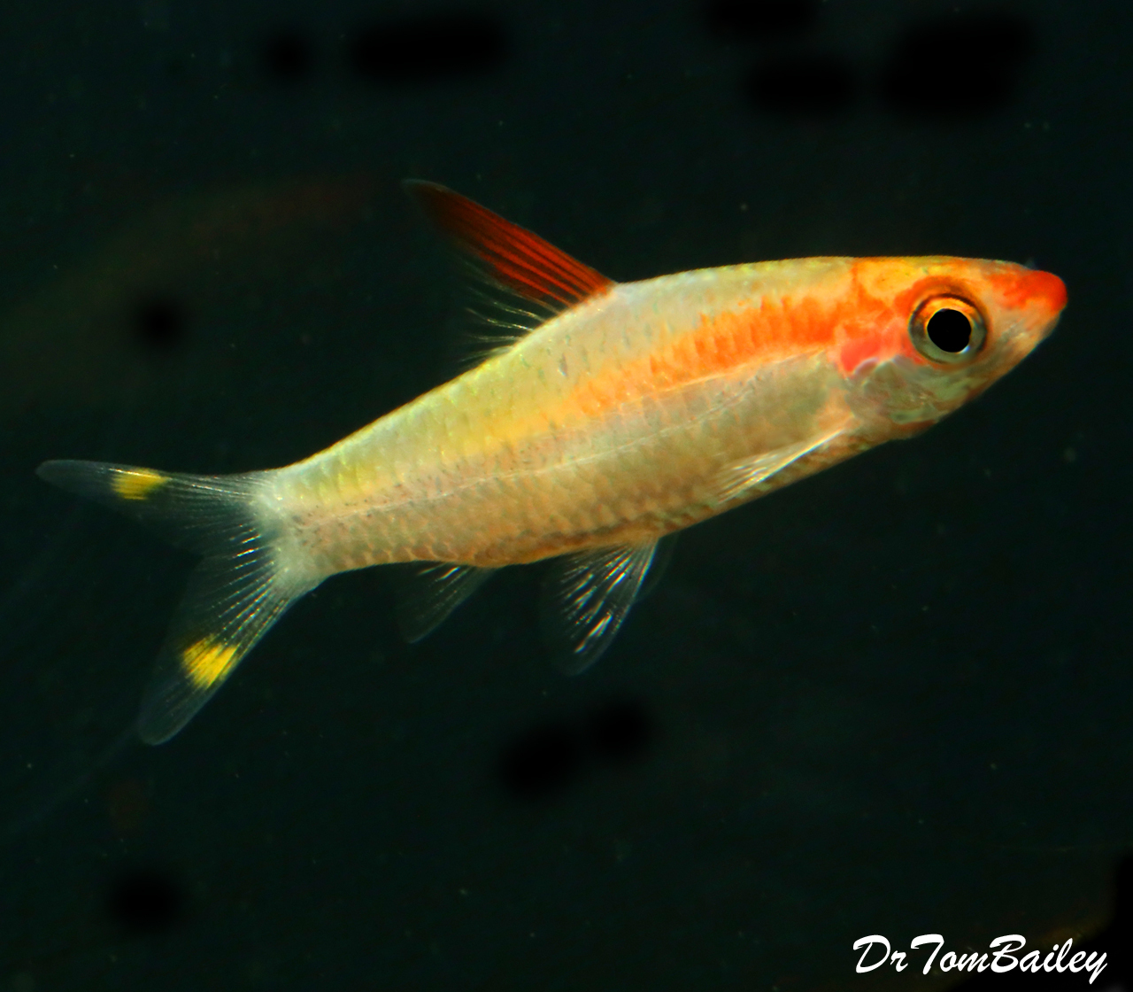 Premium Rare And New Golden Denison S Red Roseline Torpedo Barb