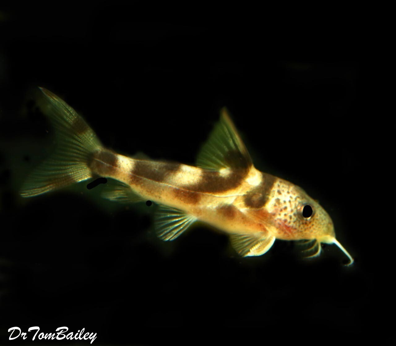 Premium Rare Synodontis Decorus Catfish