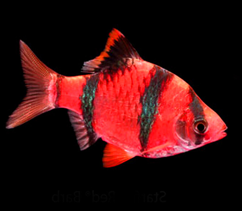 Premium New Starfire Very-Red GloFish Tiger Barb