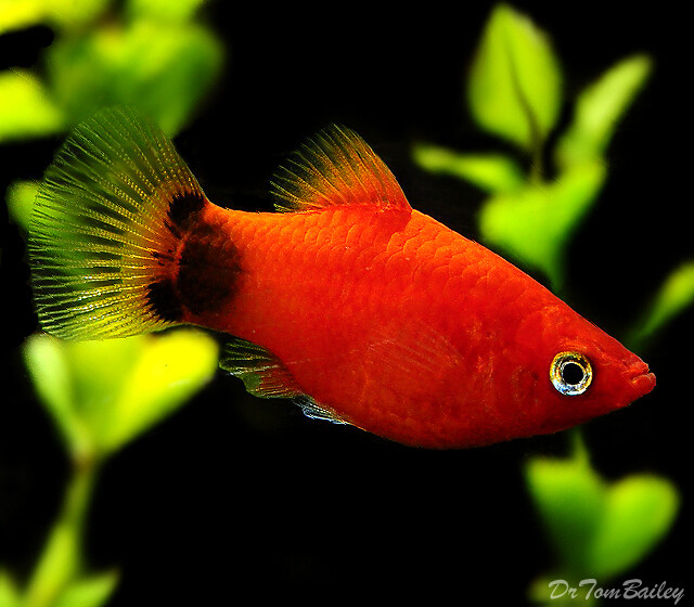 Premium Red Mickey Mouse Platy