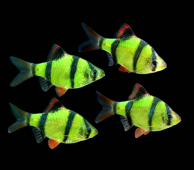 Premium New Electric Very-Green GloFish Tiger Barb