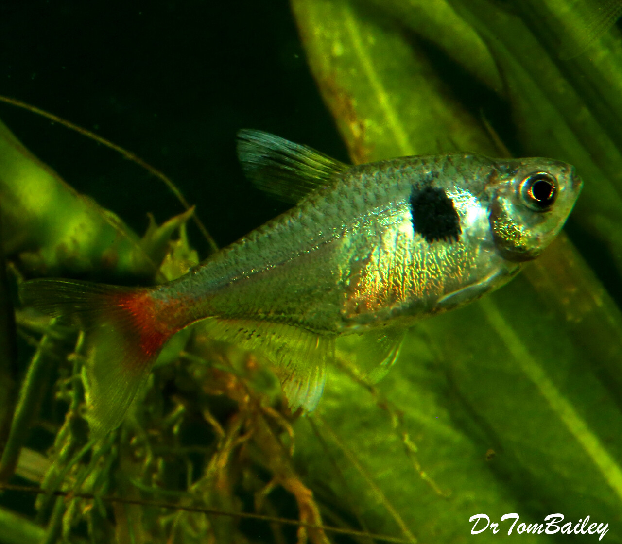 Premium Rare New, Yellowtail Phantom Tetra, Nano Fish