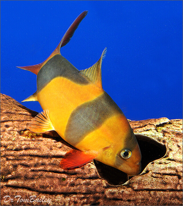 Premium WILD, Breeder Clown Loach