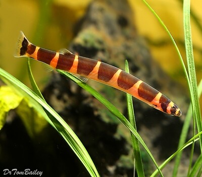 Premium WILD, Kuhli Loach, on SALE