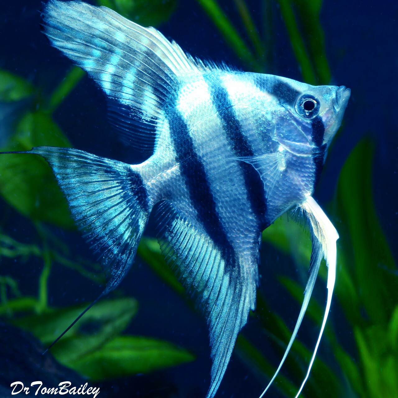 Premium Rare WYSIWYG Blue Cobalt Zebra Angelfish