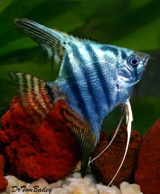 Premium WYSIWYG Philippine Blue Angelfish