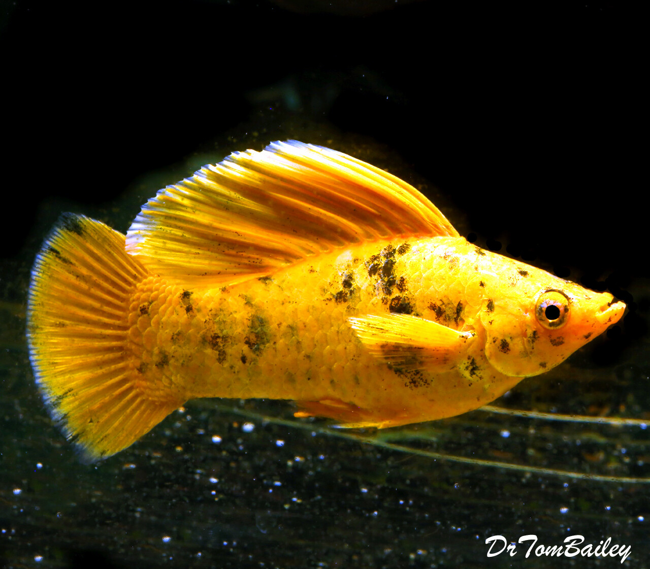 Premium MALE, Rare and New, WYSIWYG Golden Speckled Sailfin Molly, in our Tank G-12