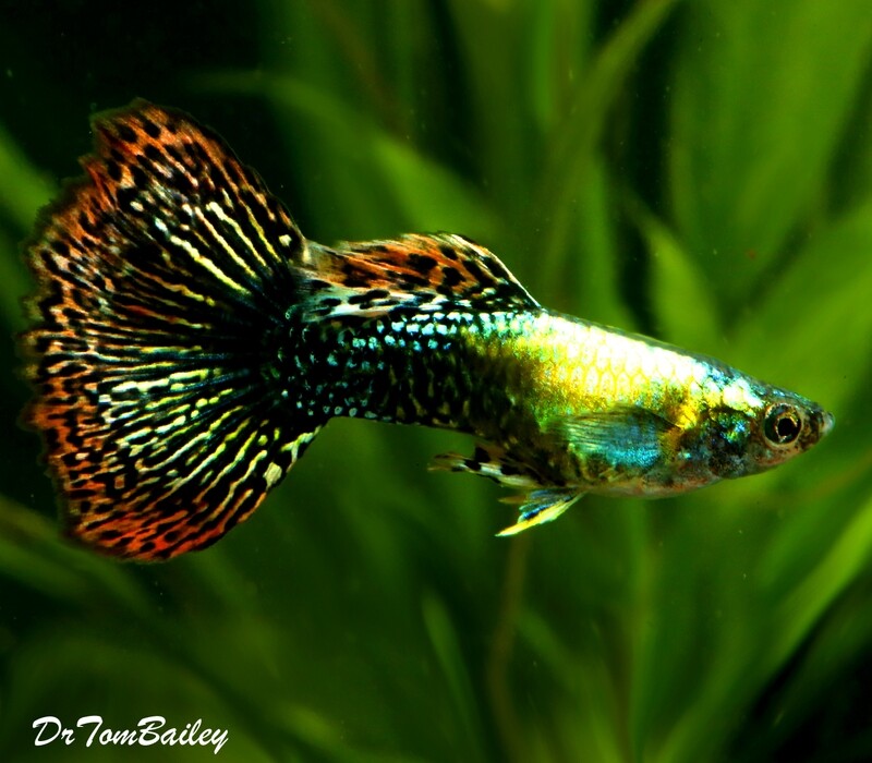 Premium MALE Fancy Guppies in Assorted Colors