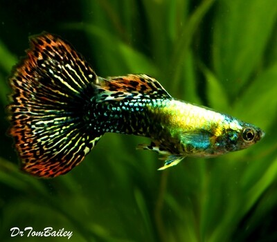 Premium MALE Fancy Guppies in Assorted Colors