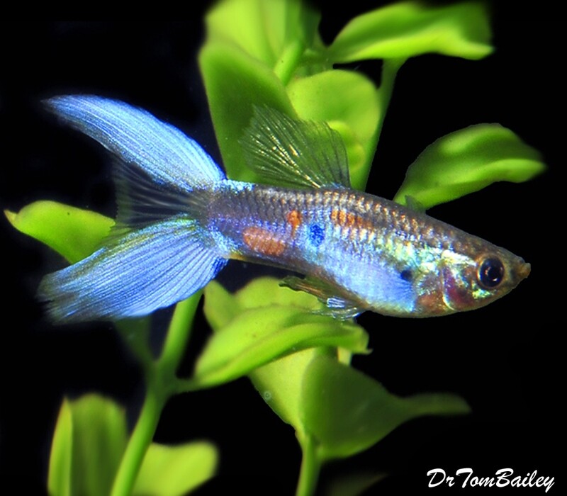Premium MALE Assorted Lyretail Guppies