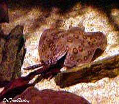 Premium Freshwater Spotted Stingray, Tank Raised!