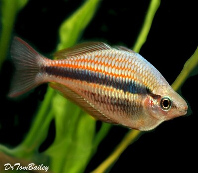 Premium Rare Blyth River Trifasciata Rainbowfish