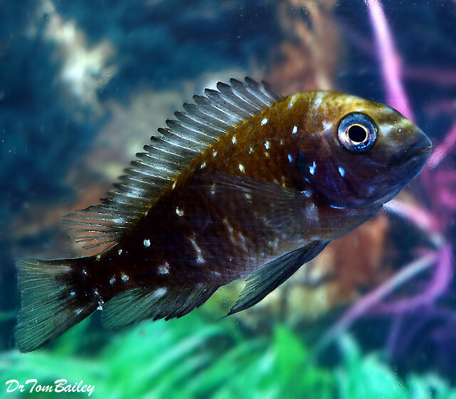 Premium Lake Tanganyika Spotted Tropheus Duboisi Cichlid