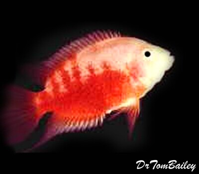 Premium Pink Convict Cichlid