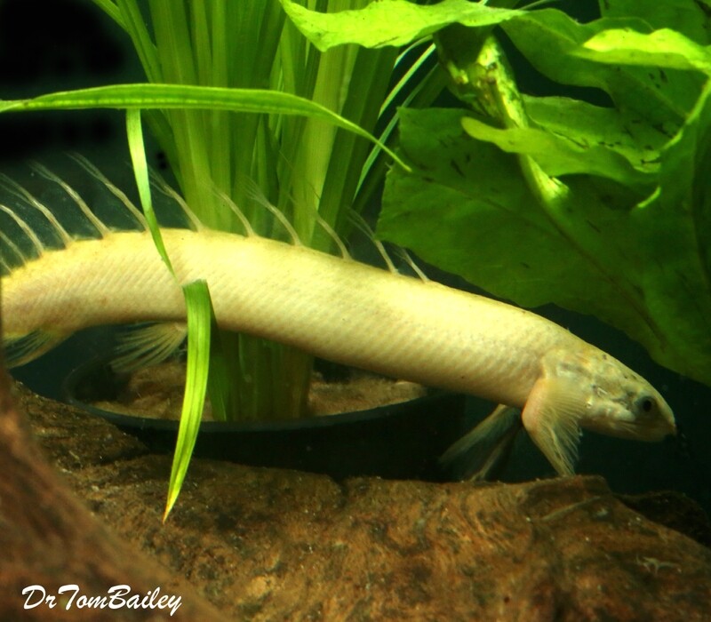 Premium Rare New, Long Finned Golden Bichir
