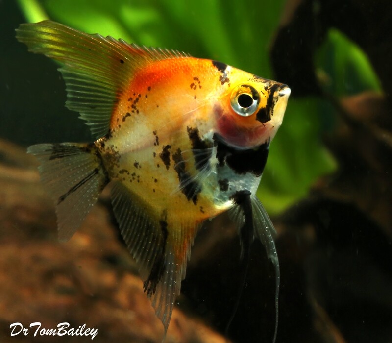 Premium New Rare, WYSIWYG, Red Koi Angelfish