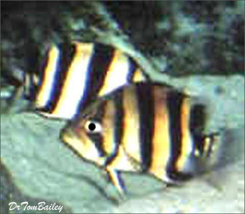 Premium WILD, Indonesian Gold Tiger Datnioides
