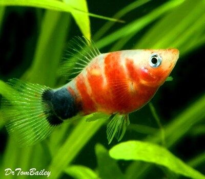 Premium Rare and New, Tiger Ruby Mickey Mouse Platy