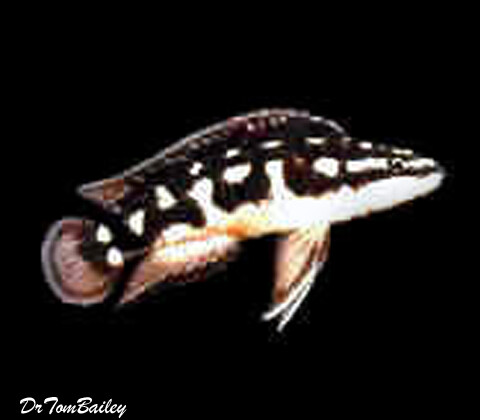 Premium Lake Tanganyika Masked Juli Cichlid