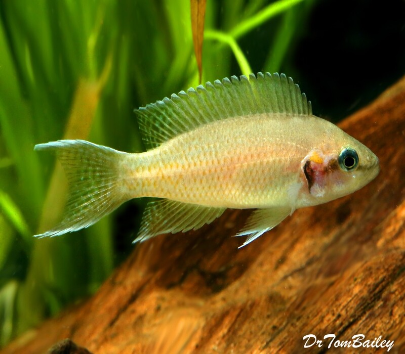 Premium Lake Tanganyika Brichardi Cichlid
