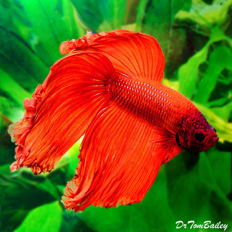 Premium MALE Red Betta Fish, on SALE