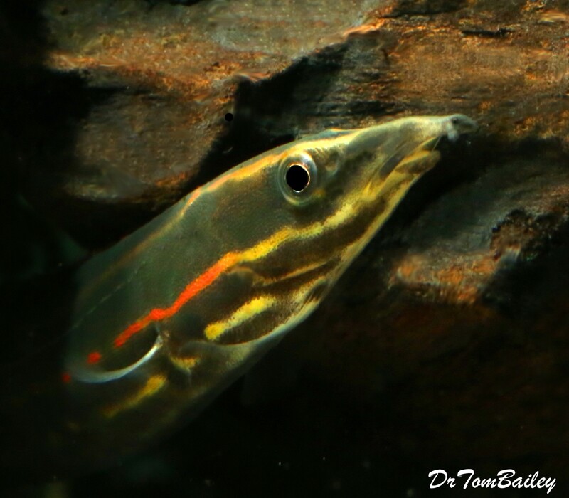 Premium WILD, Fire Eel